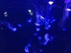 -青岛海底世界-水族馆