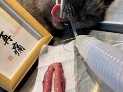 -瑞派旺宝宠物医院·犬猫全科综合·尿道专科(莲兴院)