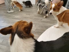 -浣熊柯尔鸭土拨鼠·电玩咖