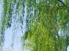 -洨河生态公园