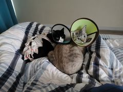 -艾贝尔宠物医院·24H转诊中心·肿瘤猫专科(江宁双龙店)