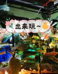 -恐龙探索乐园(磁器口店)