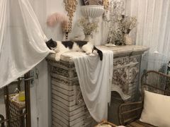 -共舞时光猫咖·狗咖(新街口店)