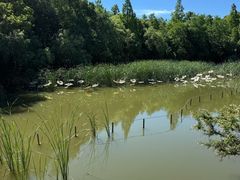 -吴淞炮台湾湿地森林公园烧烤区