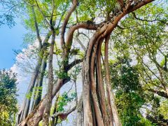 -瑞丽独树成林风景区