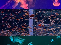 -海合安成都极地海洋公园