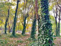 -宝界山林公园