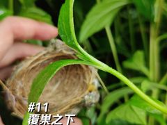 -长洲岛