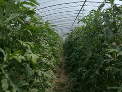 -庞各庄西瓜蔬菜采摘园·锦华瓜园