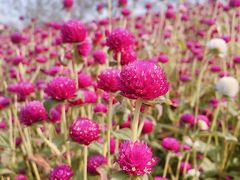 -花开海上生态园