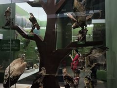 -国家自然博物馆