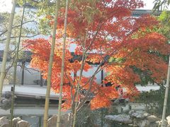 -秋霞圃