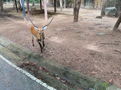 -清迈夜间动物园