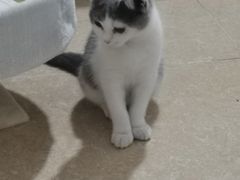 -lincat·猫舍(广州店)