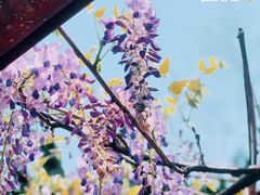 -嘉定紫藤园