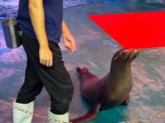 -烟台海昌鲸鲨海洋公园