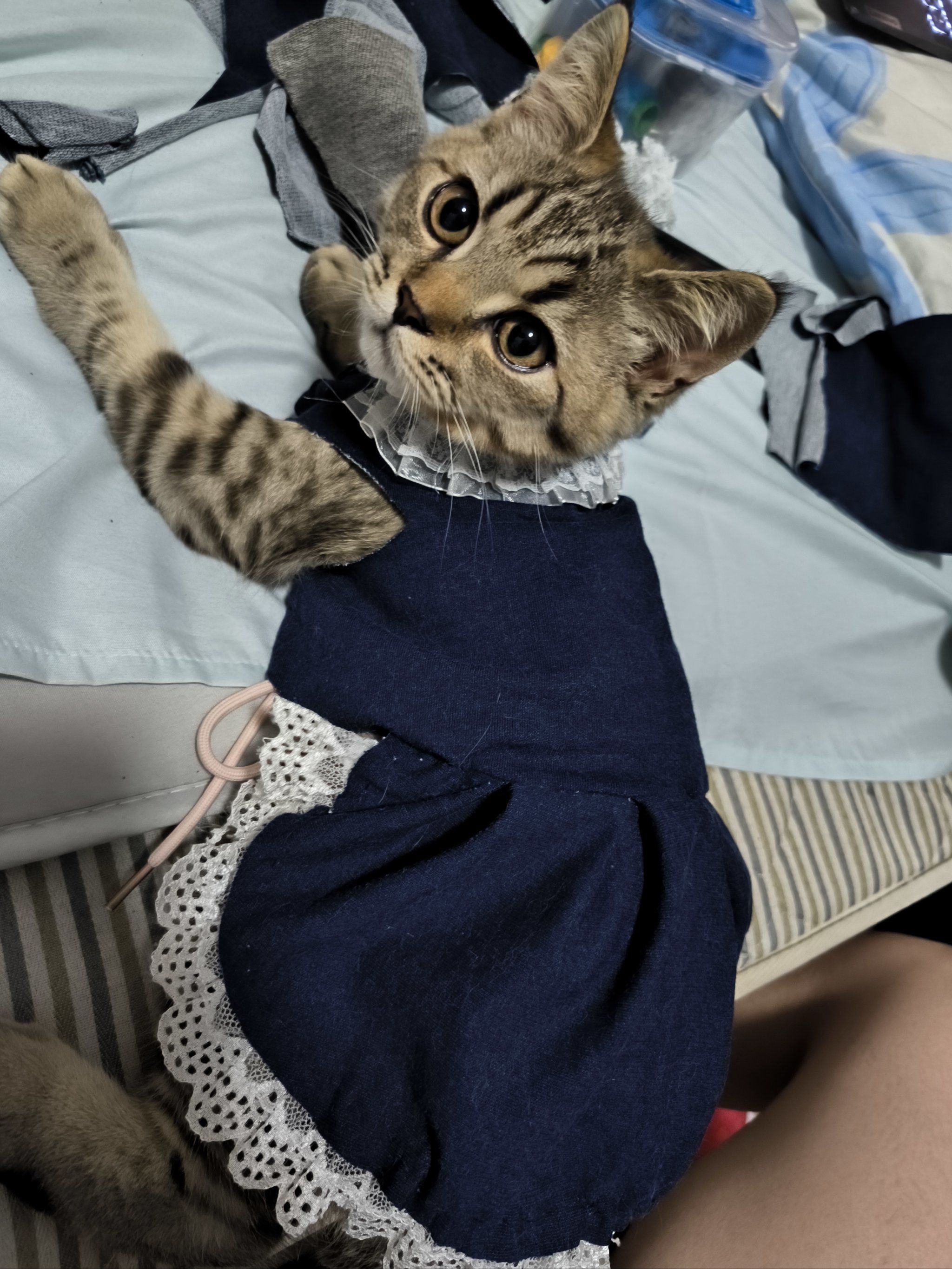 小猫穿衣服
