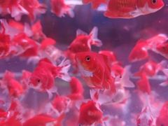 -中环花鸟鱼虫市场