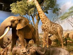 -陕西自然博物馆