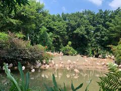 -广州长隆飞鸟乐园