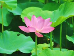 -荷塘月色湿地公园·向阳花洲