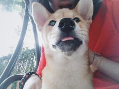 -柴犬高等学院·狗咖·柴犬售卖·宠物训练