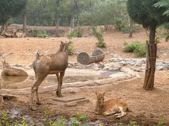 -济南野生动物世界