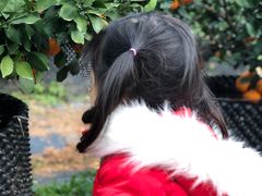 -前小桔亲子创意农场·草莓采摘·露营烧烤