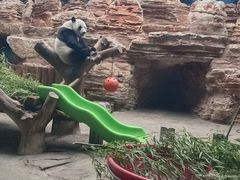 -石家庄市动物园