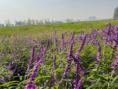 -汉长安城未央宫国家考古遗址公园