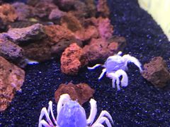 -芜湖新华联大白鲸海洋公园