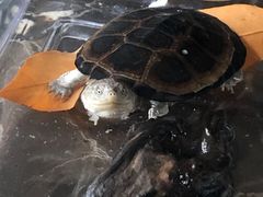 -北京观赏动物医院·24小时大型综合·猫专科·异宠专科