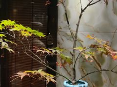 -南堂館川菜文化餐厅(天府店)