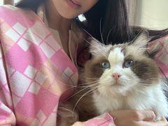 -糯米喵星人总部直营旗舰店·猫舍·幼猫出售