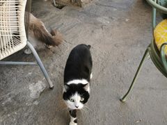 -喵屿·大理花园猫咖