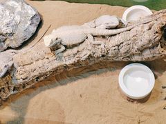 -FAIRYLAND龙族星球主题餐厅(凯丹广场店)