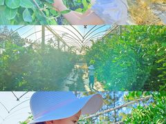 -前小桔亲子创意农场·草莓采摘·露营烧烤