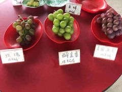 -马陆小张葡萄园农家乐