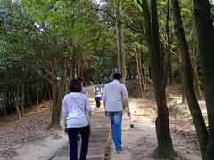 楼梯-火炉山森林公园