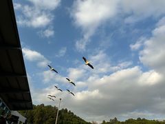 -深圳野生动物园