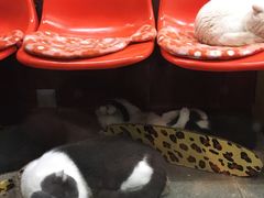 -猫咪博物馆(顶澳仔猫街店)