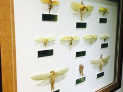 -上海昆虫博物馆