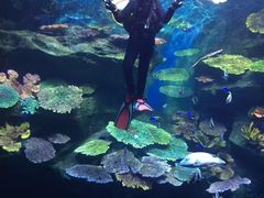 -暹罗海洋世界