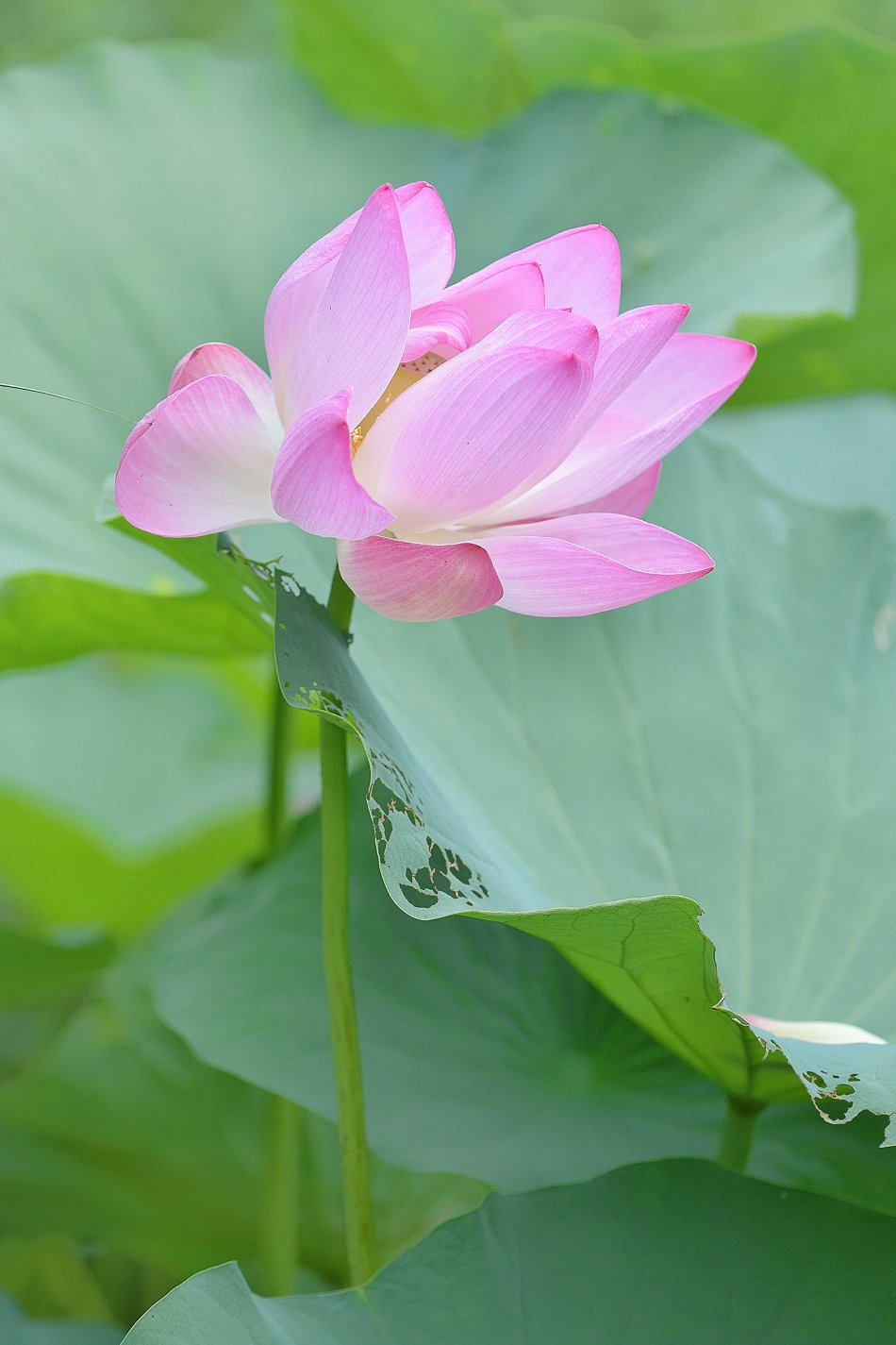 一朵荷花图 手机壁纸图片