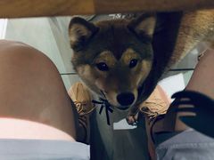 -柴务处·柴犬主题狗咖