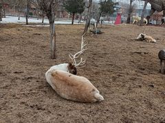 -北京鹿世界主题园