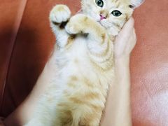 -东方名猫馆·英短金渐层布偶猫舍(环线广场1号楼店)