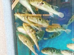 -肆月河豚·新淮扬(金融街店)