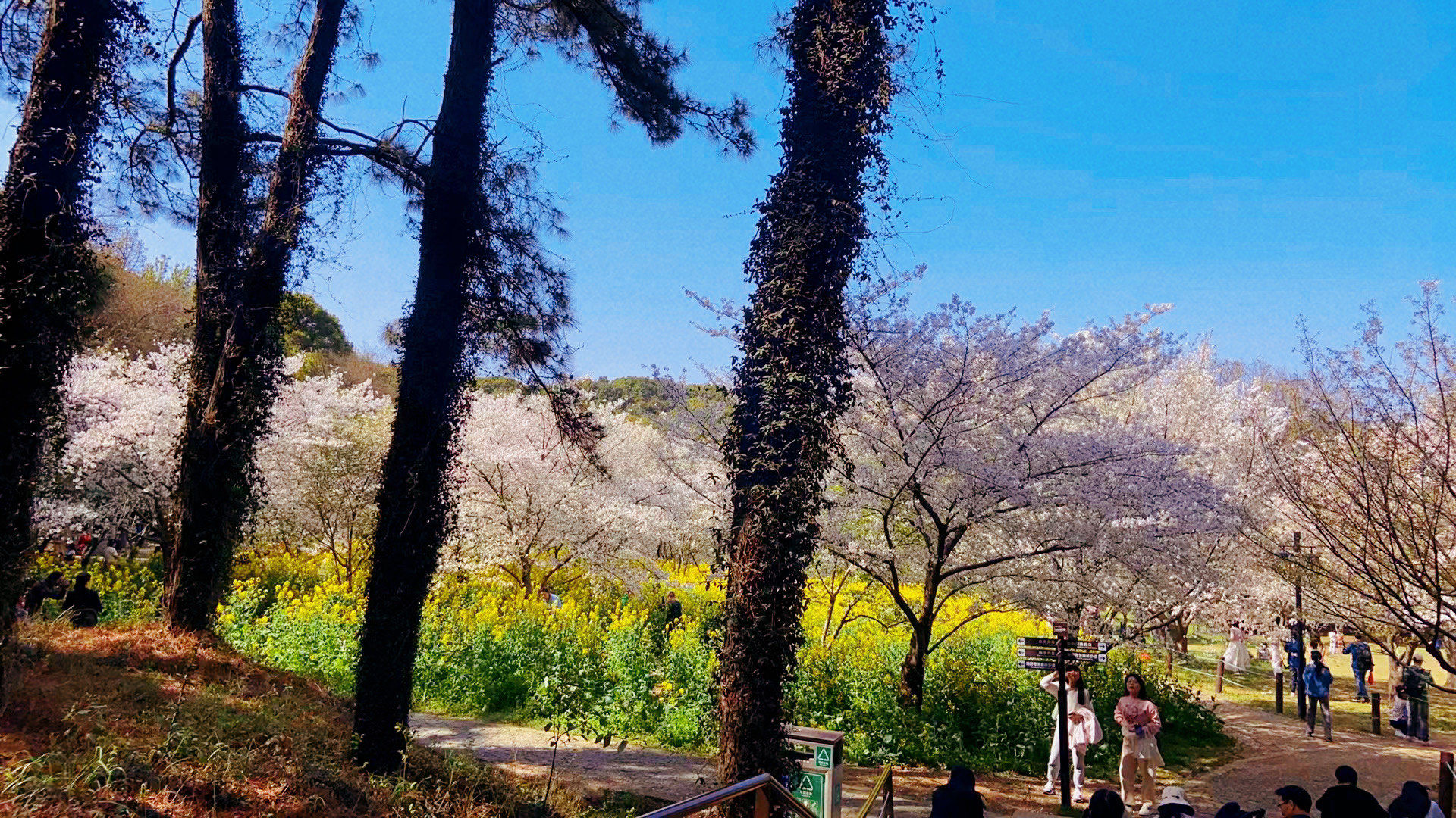 上方山已经到了最美时刻