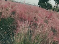 -花博汇(知音花月夜)